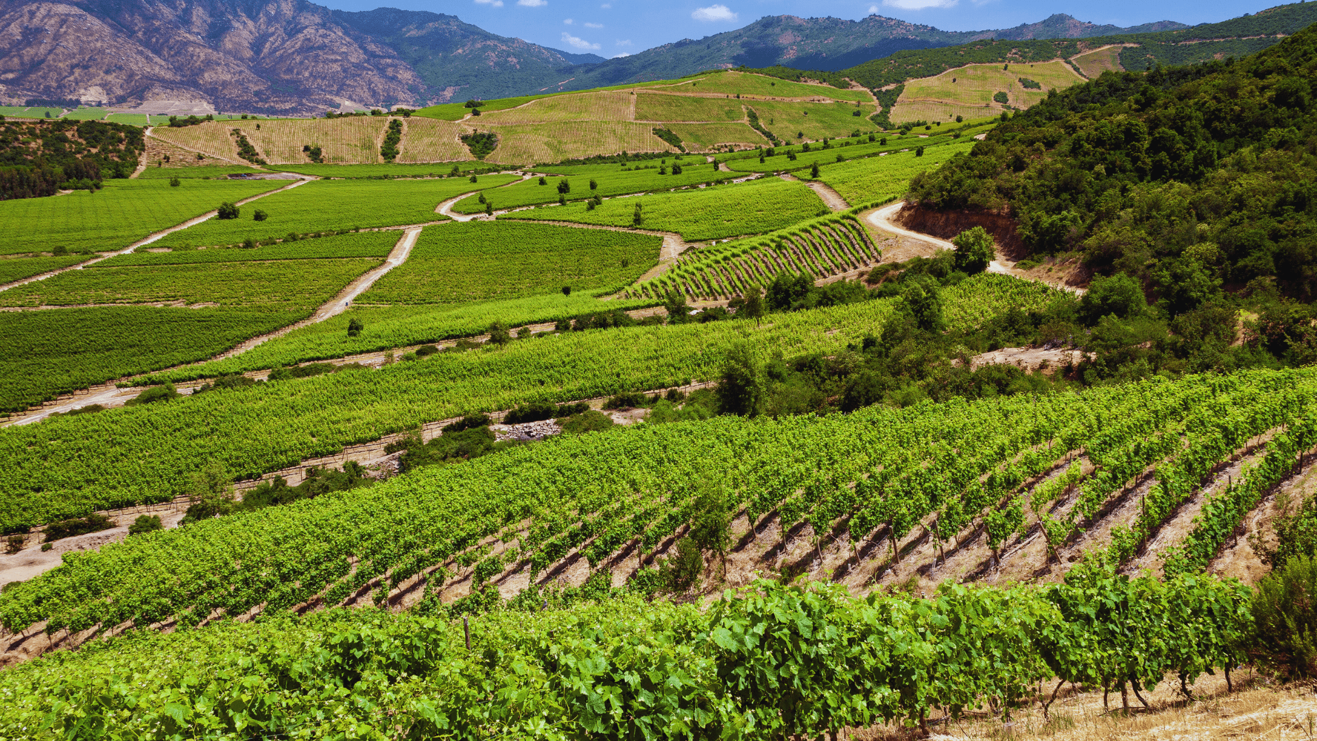 CAJÓN DEL MAIPO CONCHA Y TORO 